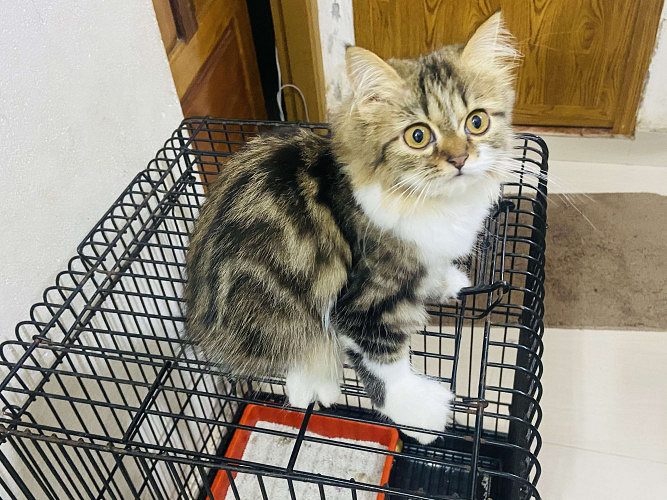 Persian cat female 5 months old 