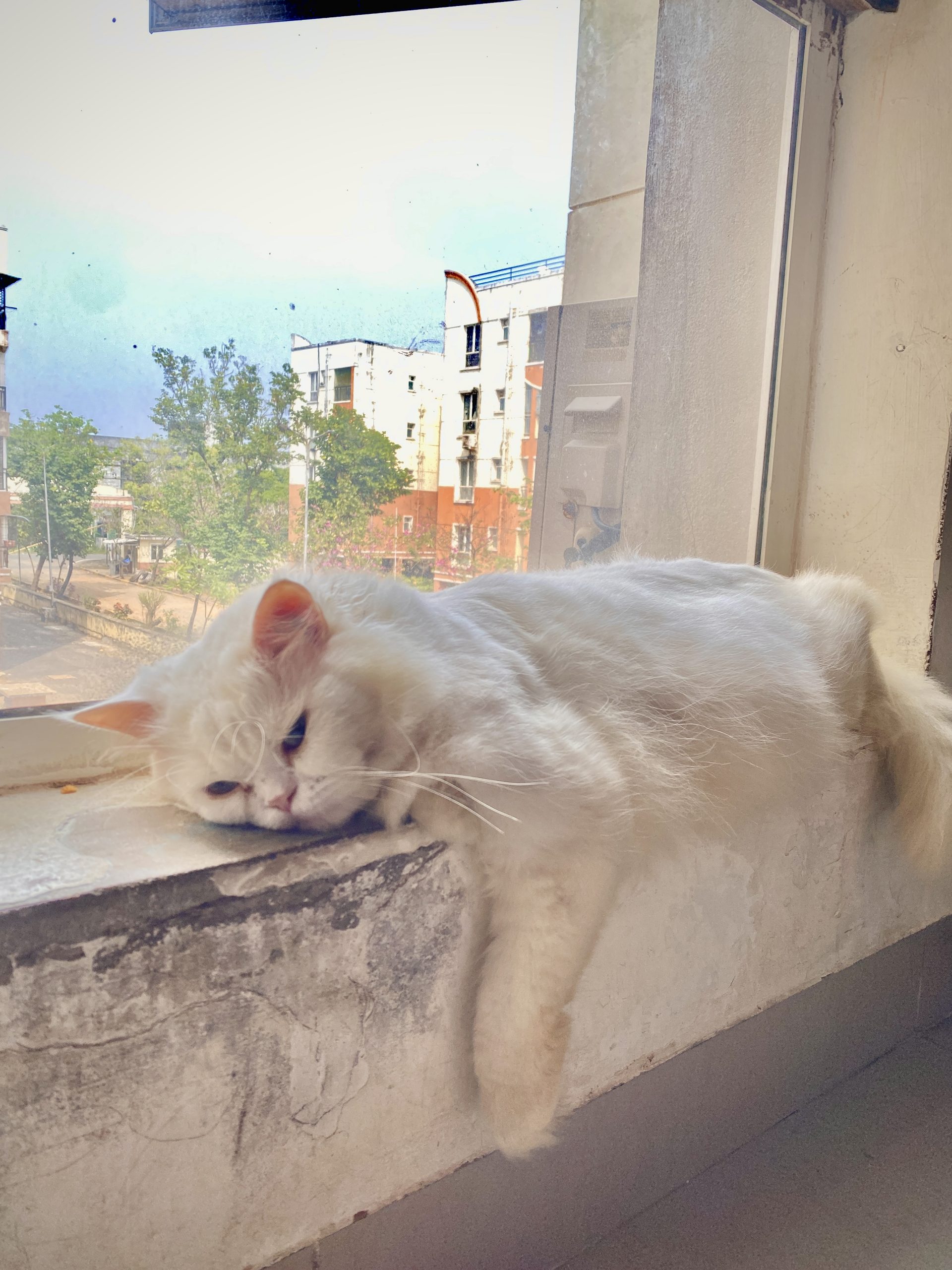 Persian cat 1 and Himalayan cat 1 for sale