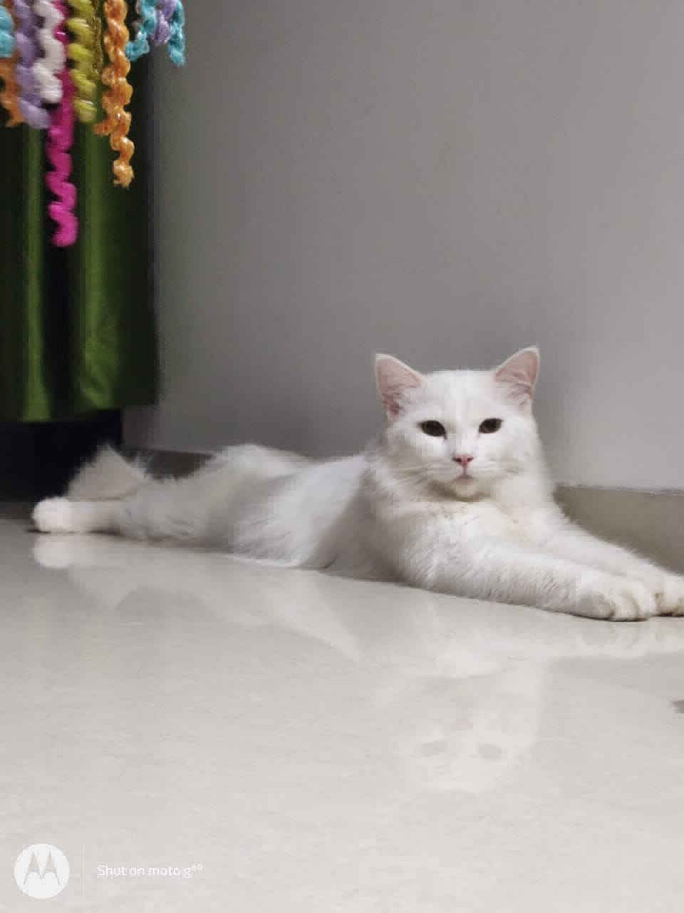 Persian cat 5 month