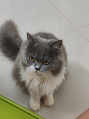 Persian Cat - Pure breed