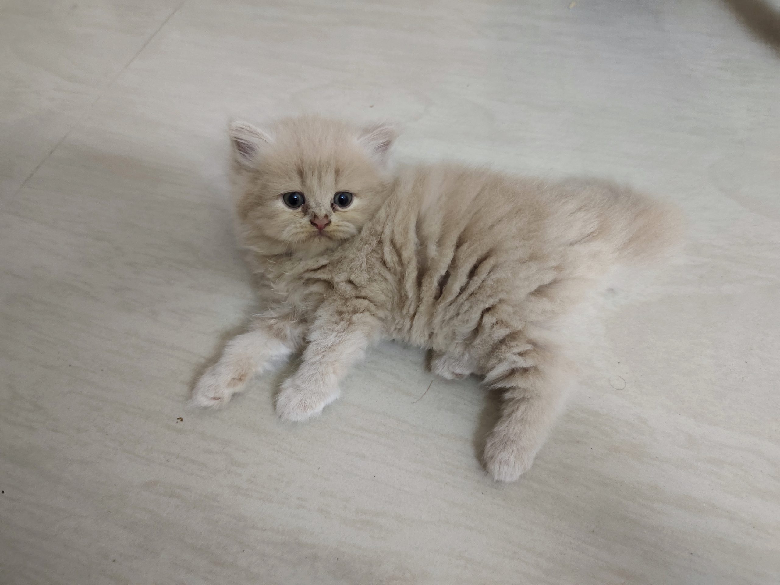Persian Cats for Sale