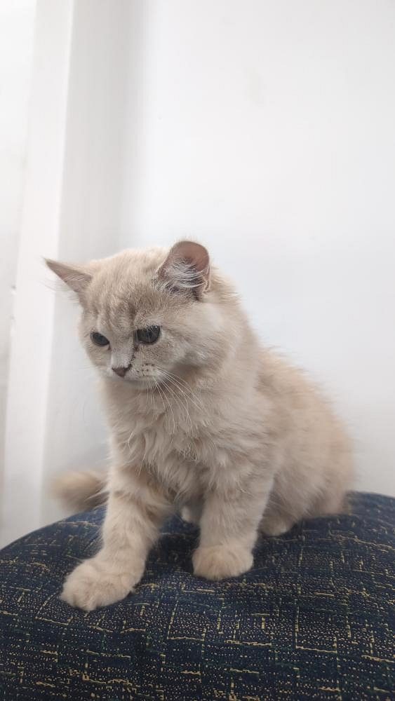 Persian cats