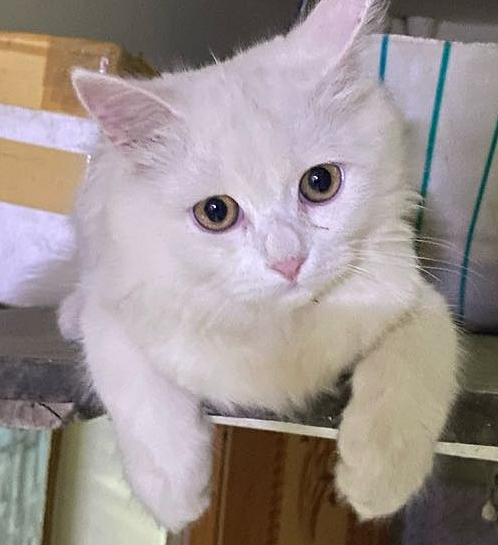 Persian Cats for Sale