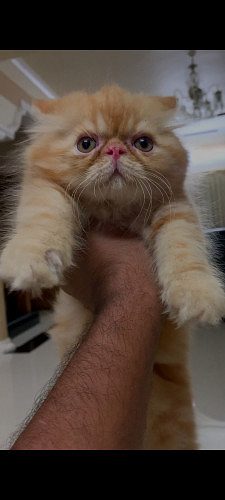 Persian kitten for sale