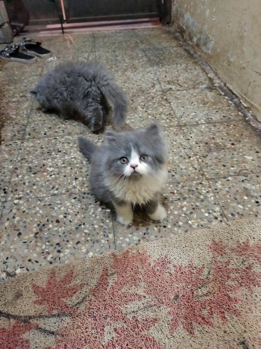 Persian kitten