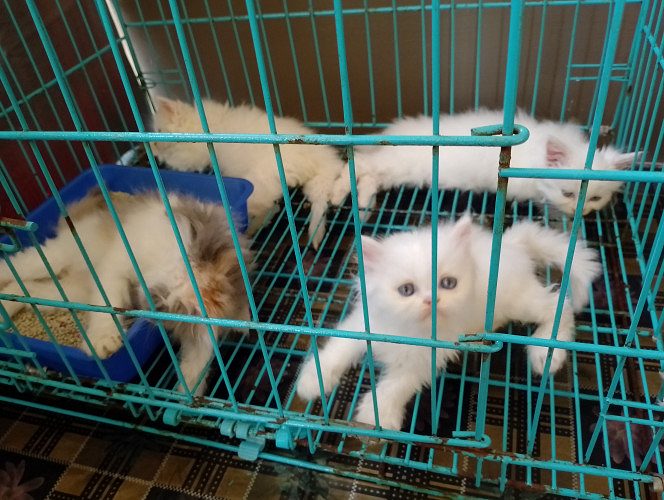 Persian kitten for sale