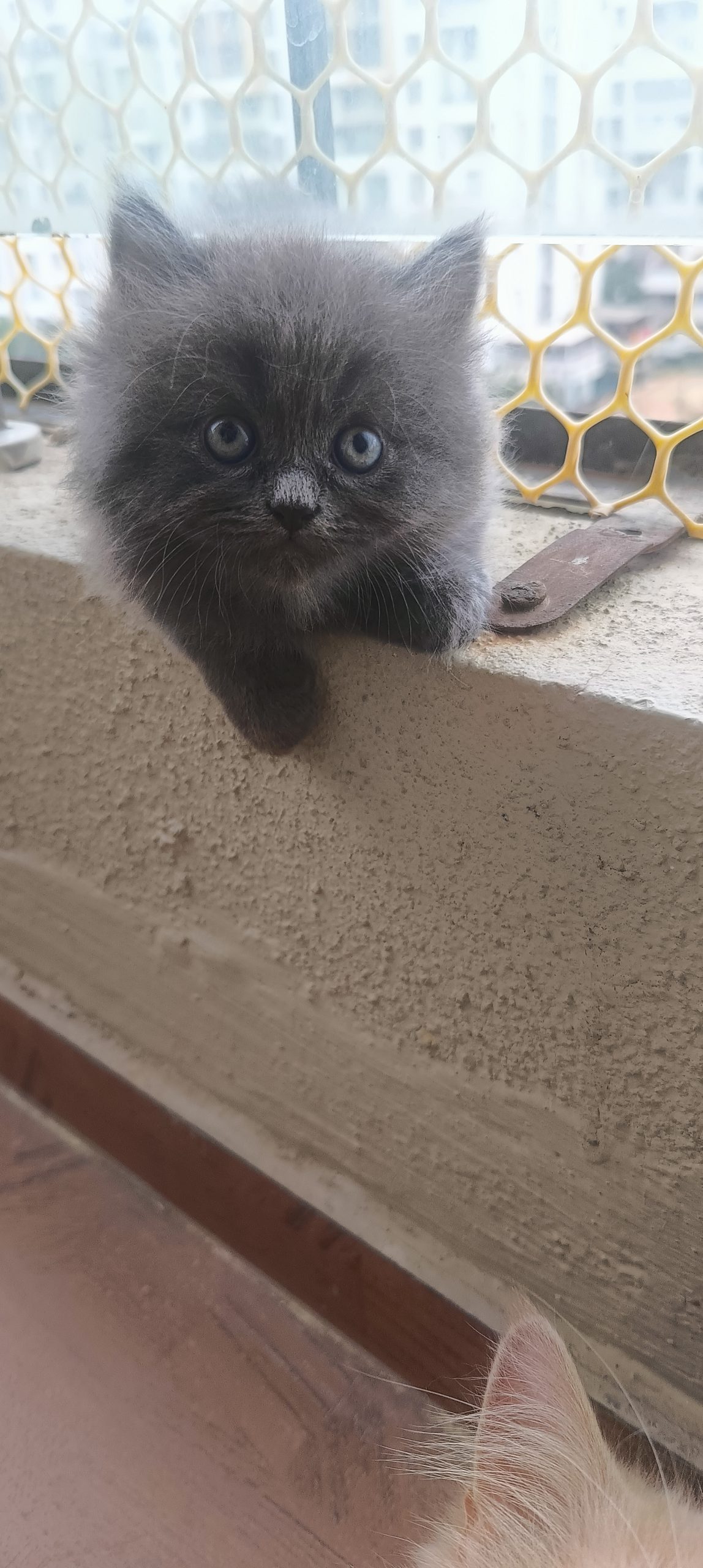 Persian kitten for sale