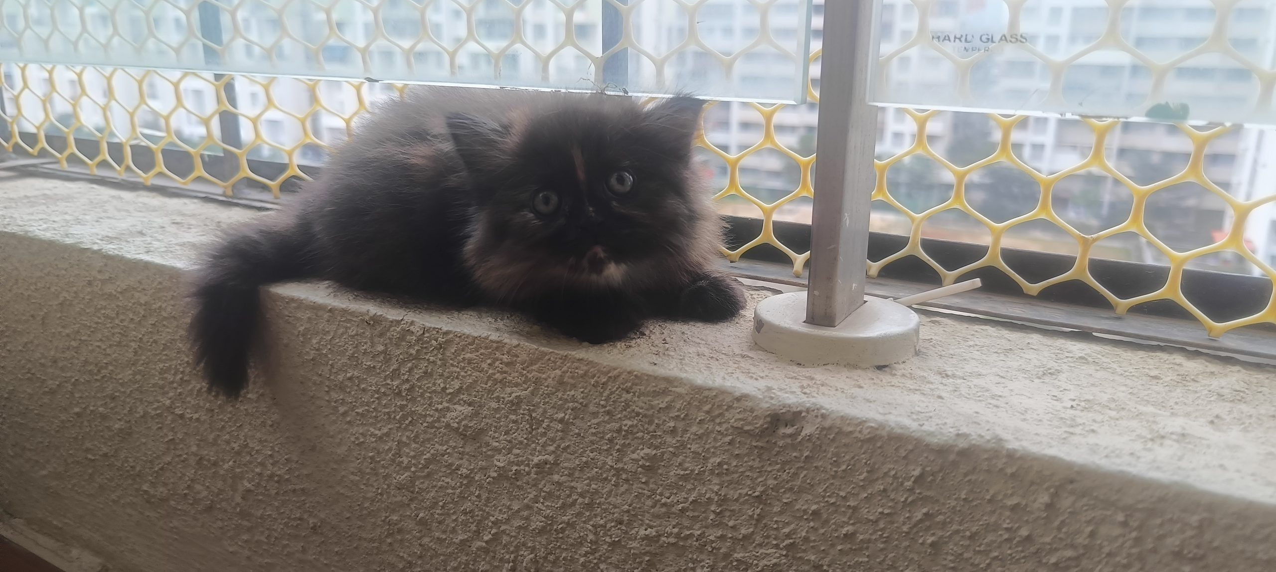 Persian kitten for sale