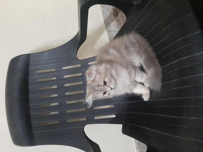 Persian kitten