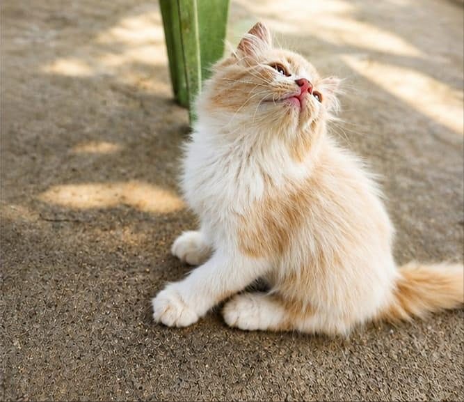 Persian kitten in low price