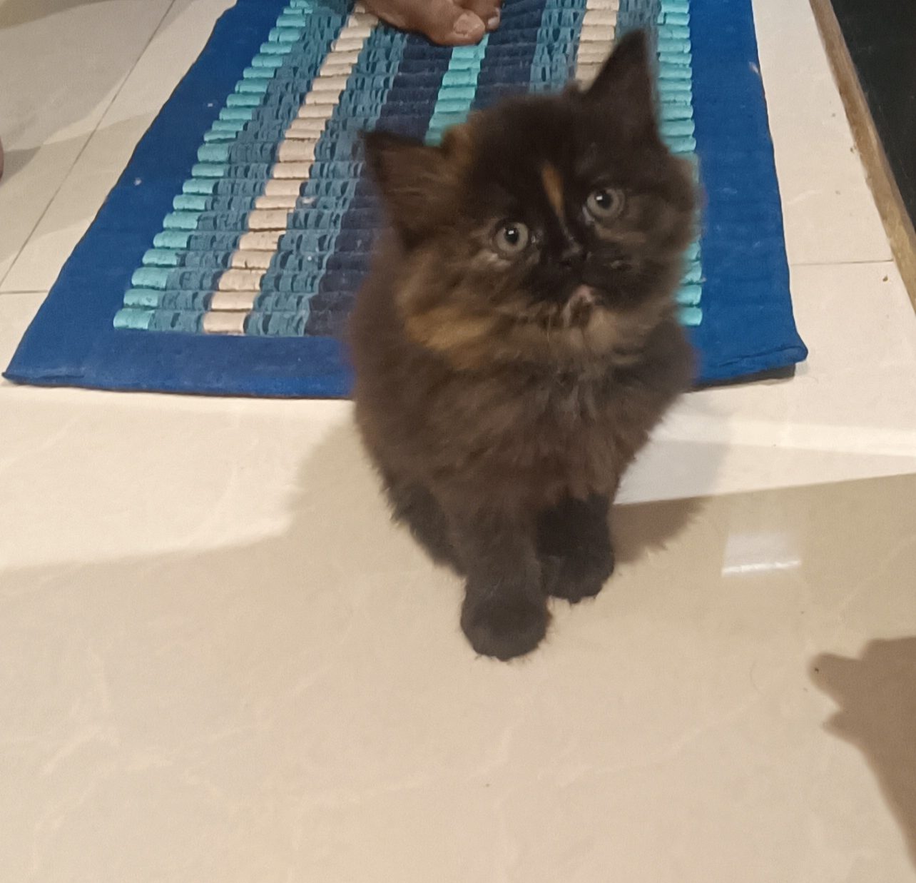 Persian kitten 2.5 month old
