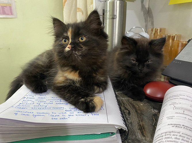 Persian kitten triple coat