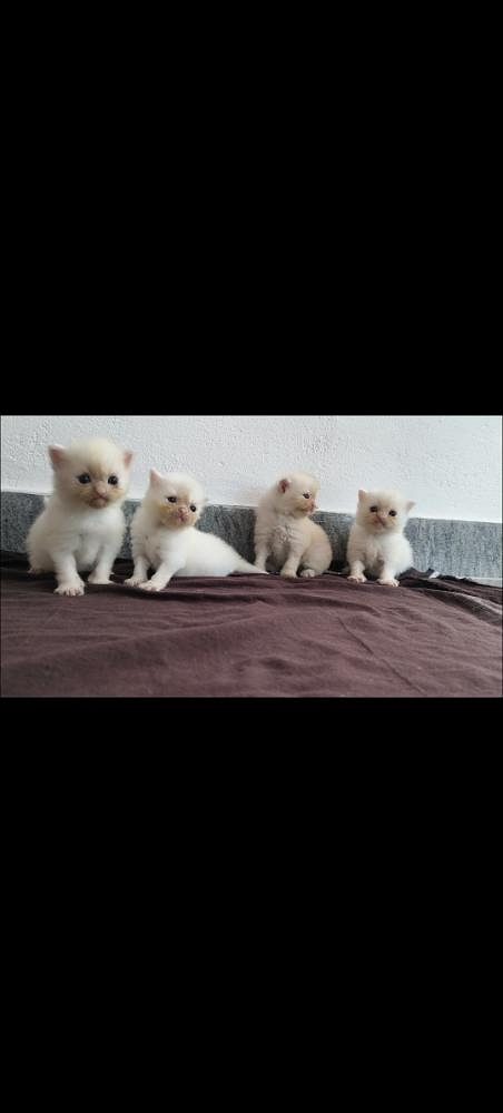 Persian kittens available for sale