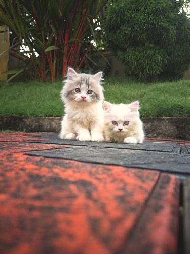 PERSIAN KITTENS