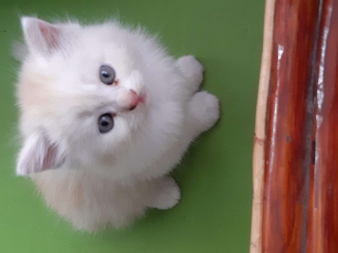 PERSIAN KITTENS FOR SALE 