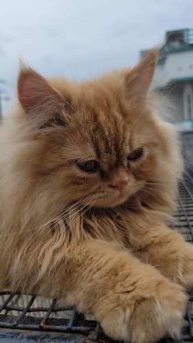 Persian longhair