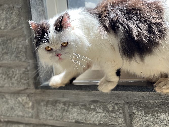 Persian male breed