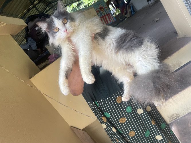 persian male cat for sale