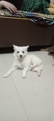 Pet