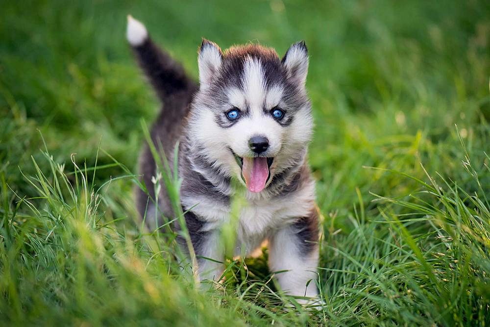 Pet Dogs for Sale in Bangalore – Find Your Ideal Pet