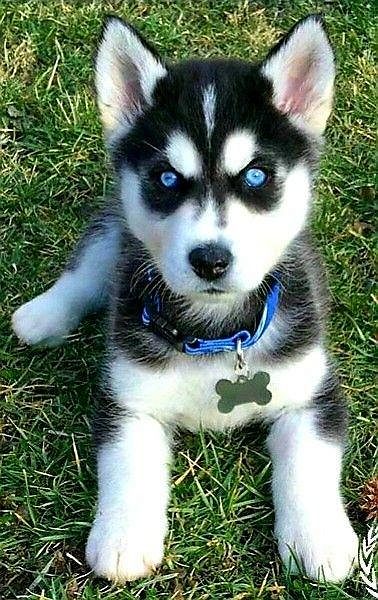 Pet Dogs for Sale in Bangalore – Find Your Ideal Pet