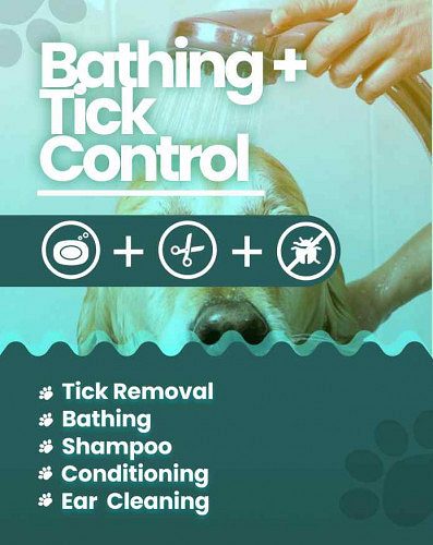 Pet grooming service at home Hyderabad