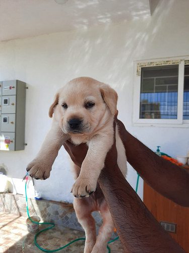 Pet quality labrador retriever male puppy