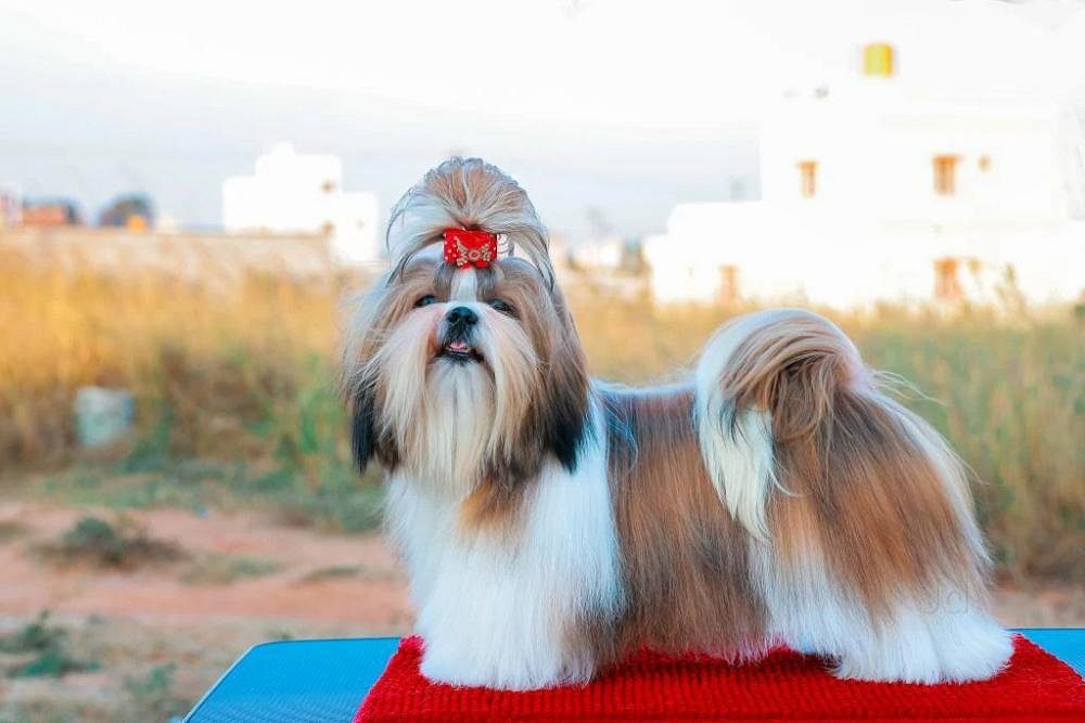 Pet shop selling puppies in Bangalore