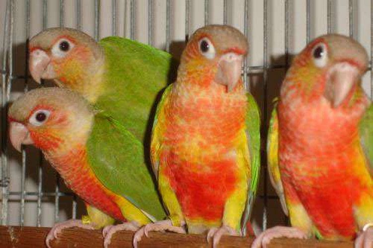 pineappil conure