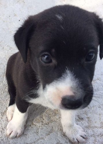 Pit bull mix puppy with 21 toe nails 