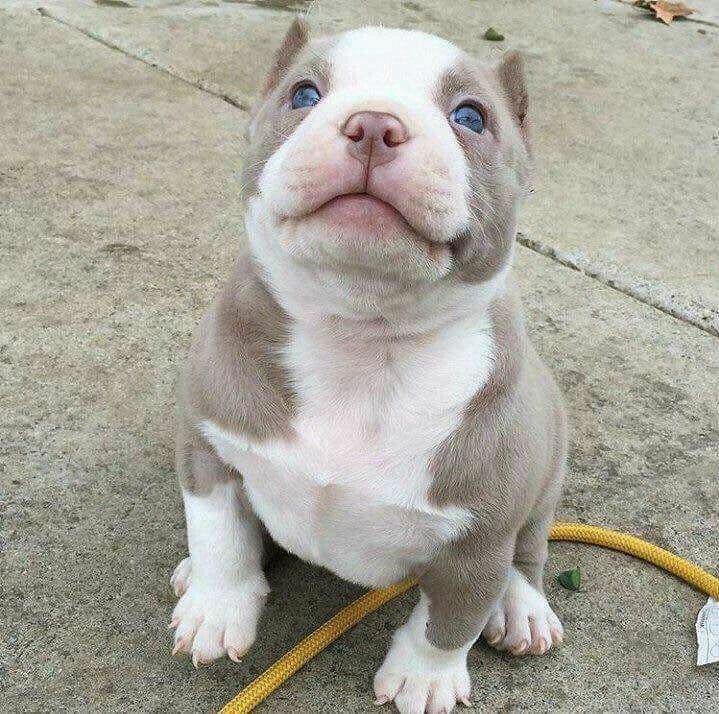 Pitbull dog selling