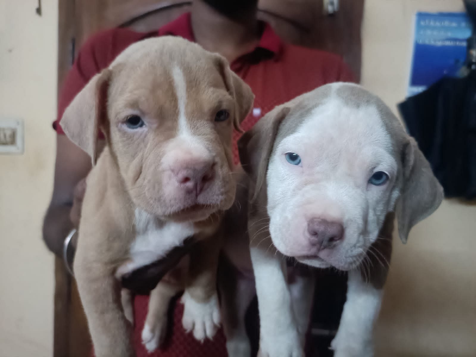 Pitbull puppies available in Chennai