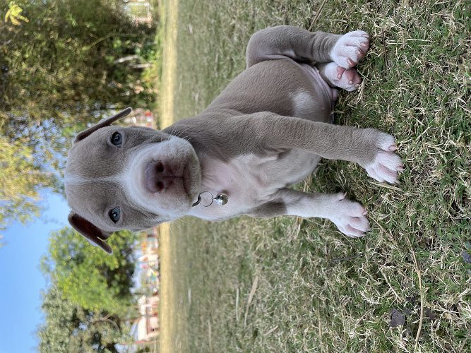 Pitbull Puppies