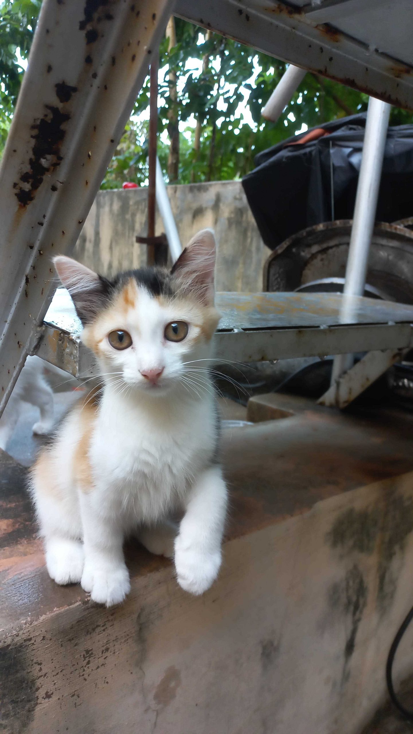 Playful Adorable Cute Kittens