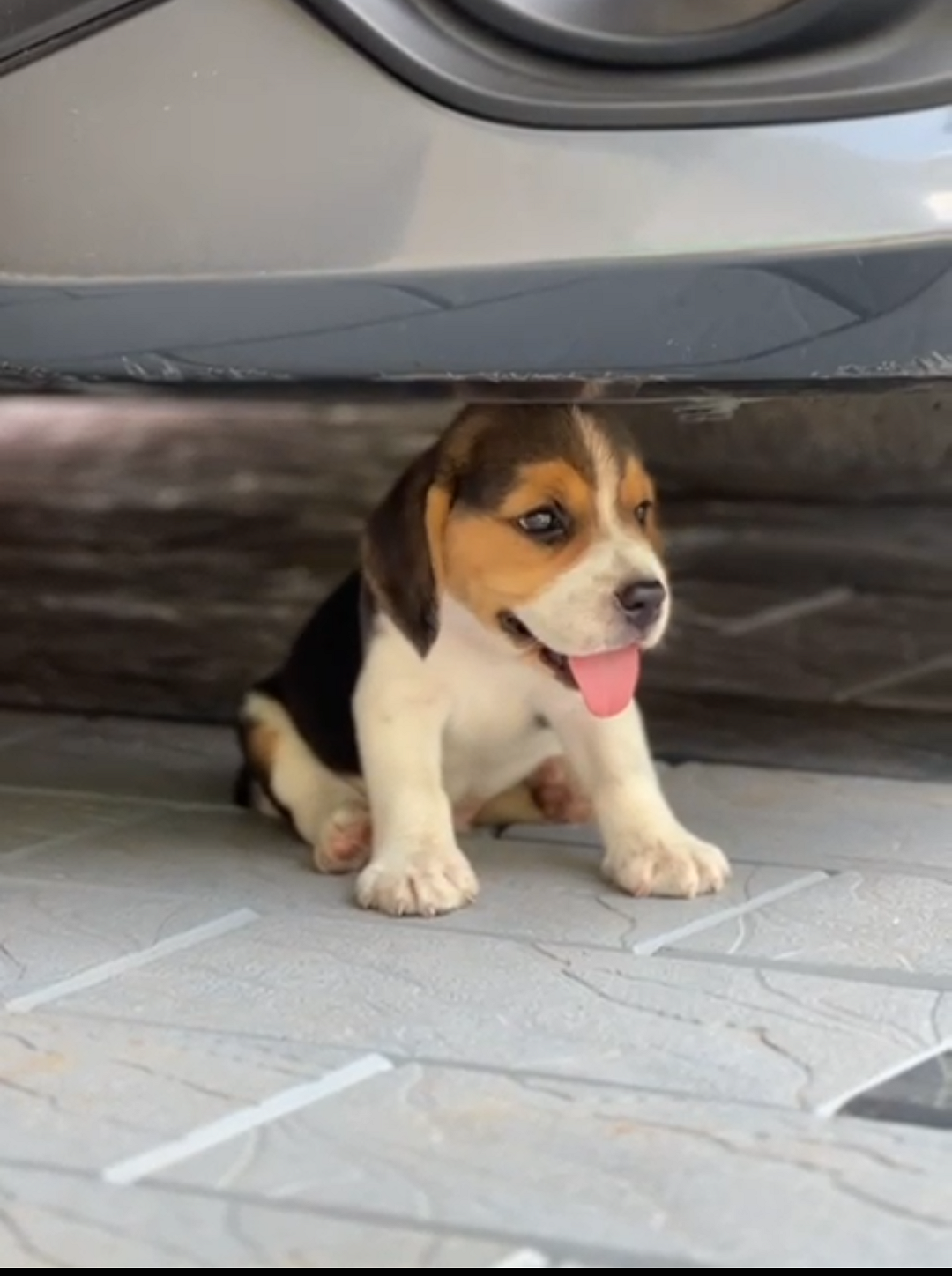 Playful beagle Puppy for sale