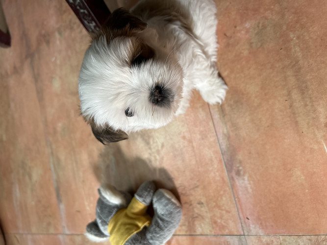 Playful pure Shih Tzu pup