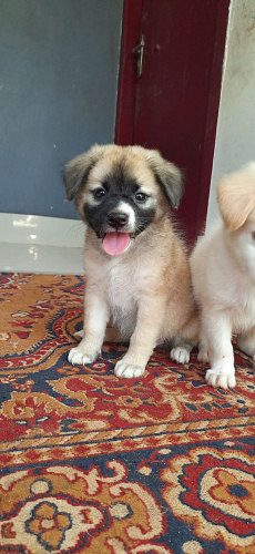 Pom puppies  available  4 sale home delivey available