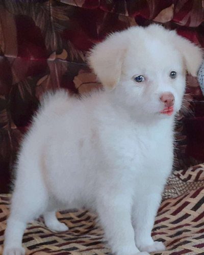 Pom puppies  4 sale