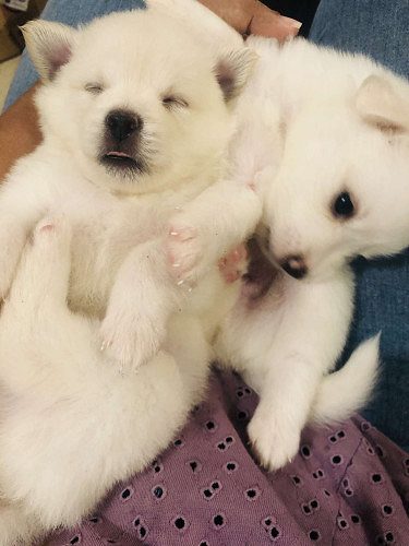 Pom puppies 