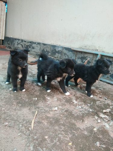 Pomeranian black puppies