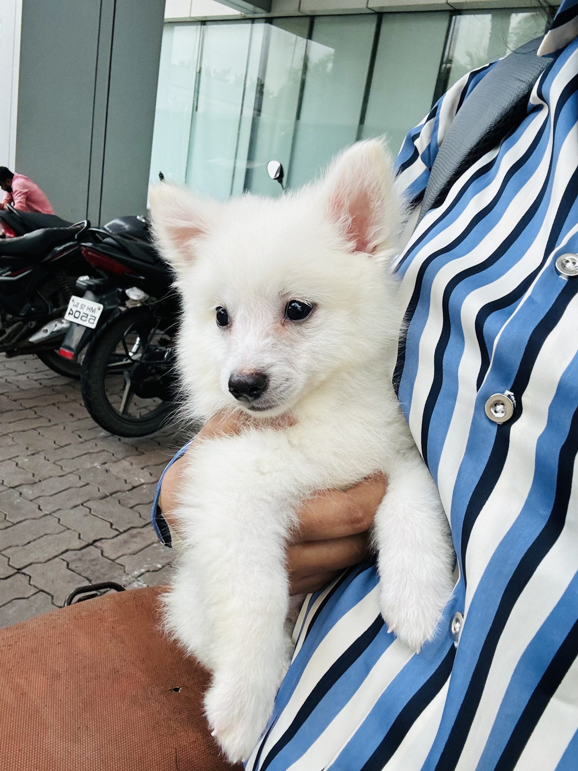 Pomeranian  breed 1 and half month old for sale