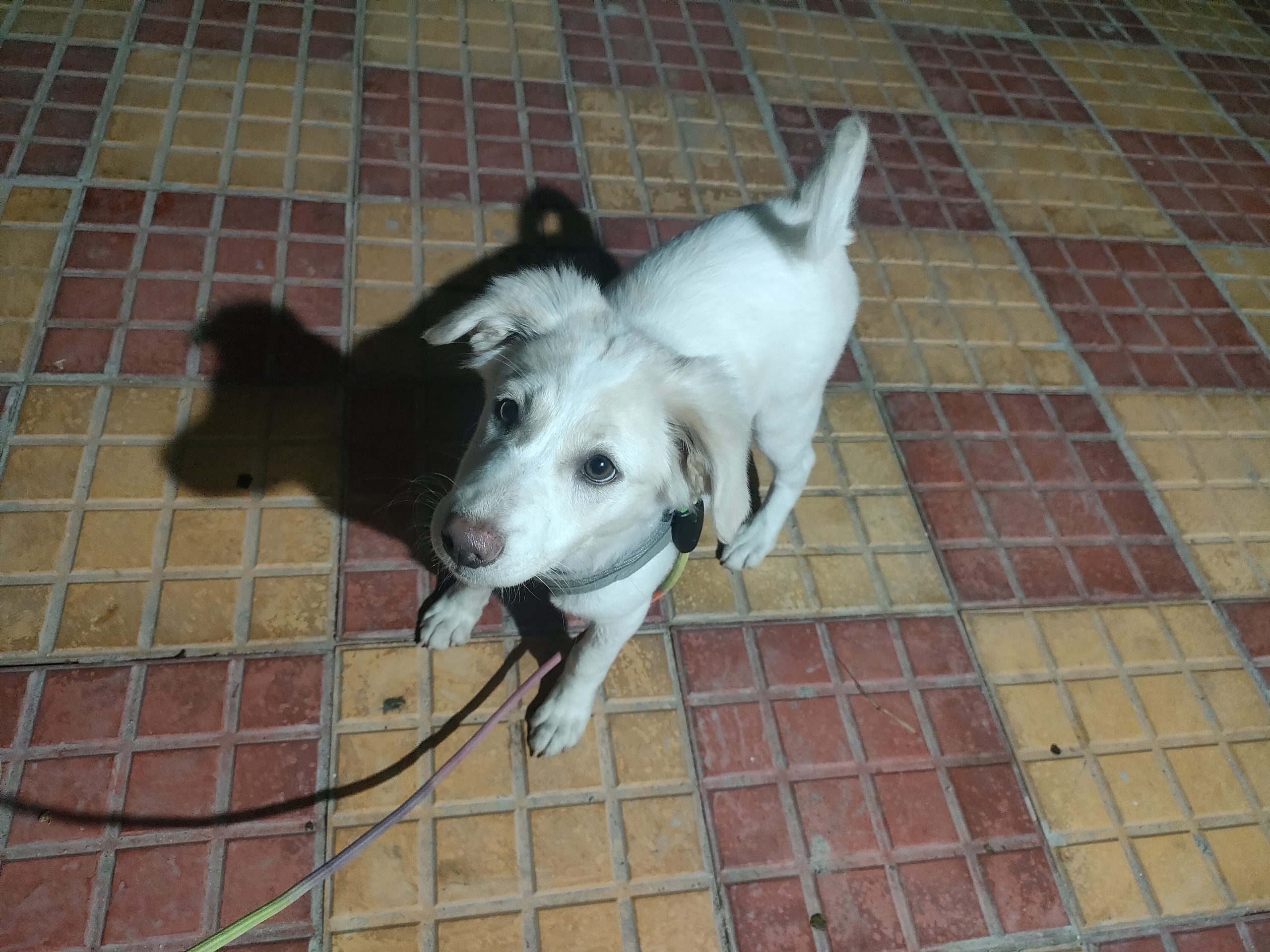 Pomeranian cross breed white colour