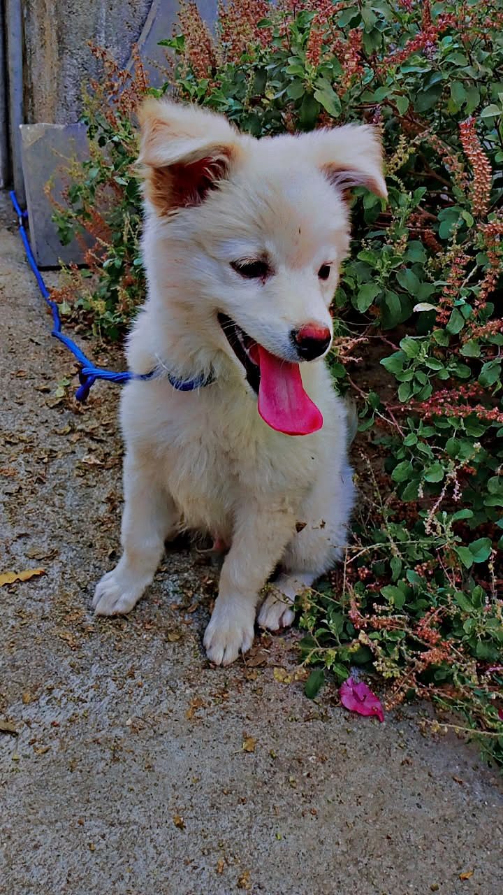 Pomeranian dog in sale