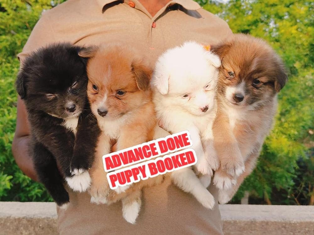 Pomeranian