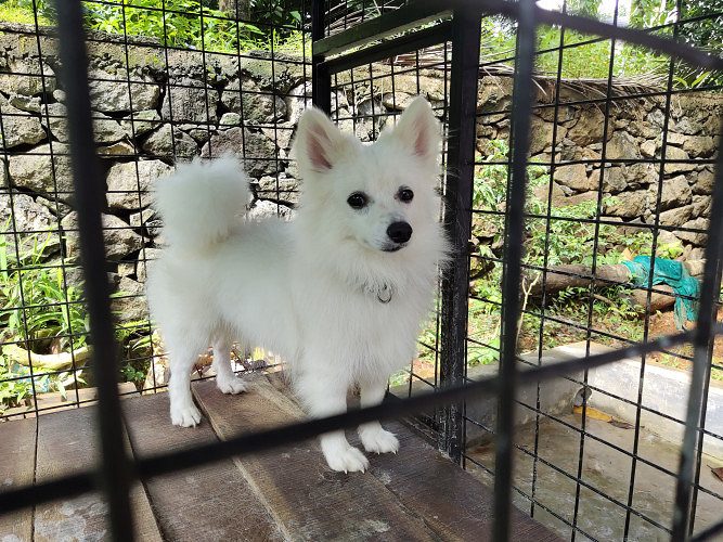 Pomeranian for Sale