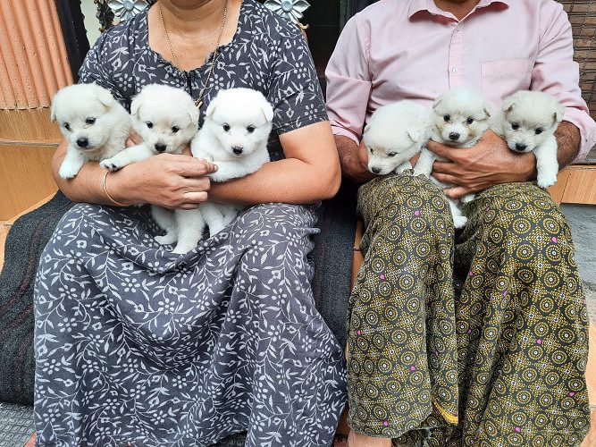 Pomeranian male puppies
