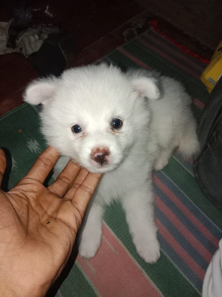 Pomeranian 1 month puppy