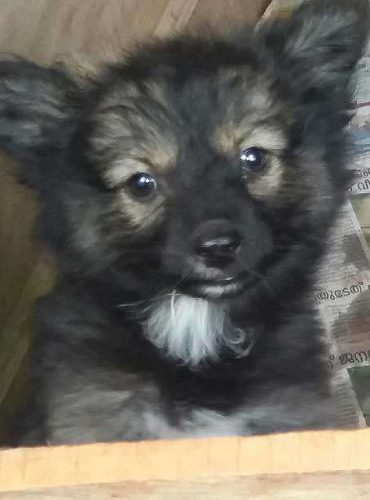 Pomeranian puppies 2months