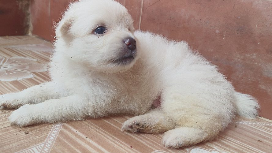 Pomeranian puppies available at Chennai
