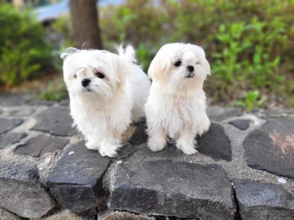 Pomeranian puppies in Bangalore